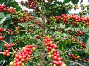 cafe-cerises-arbre