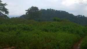 Gbadjitroh vue du marché de Djidji. Photo : Beau Nado 