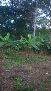 La bananeraie du jardin Kobry