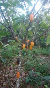 Le Cacaoyer de la Ferme Agricole-Kobry