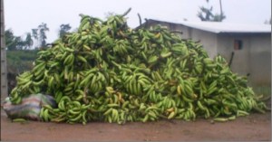 Amas de régimes de bananes à Douseba. Photo : Service de communication du Chef-Central, Loblégnon Djahi Séraphin.