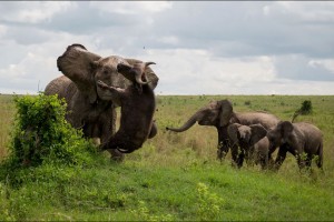 Un-buffle-souleve-dans-les-airs-par-un-elephant-furieux (1)