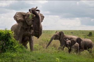 Un-buffle-souleve-dans-les-airs-par-un-elephant-furieux