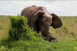 Un-buffle-souleve-dans-les-airs-par-un-elephant-furieux (4)