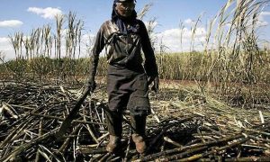 Un coupeur de canne à sucre dans une immense propriété située à 300 km de São Paulo. | Reuters